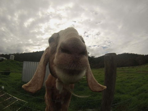 Tanen Farm - Northern Rivers Accommodation 7