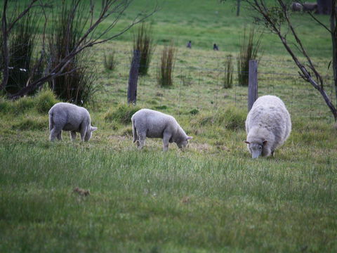 Tanen Farm - Northern Rivers Accommodation 11