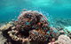 Ningaloo Coral Bay â€“ Bayview - thumb 2