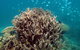 Ningaloo Coral Bay â€“ Bayview - thumb 7