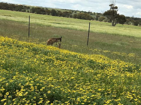 The Mains Guest House 2 Bedroom Farm Stay - Northern Rivers Accommodation 15