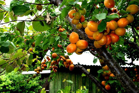 Eureka Farm - Northern Rivers Accommodation 8