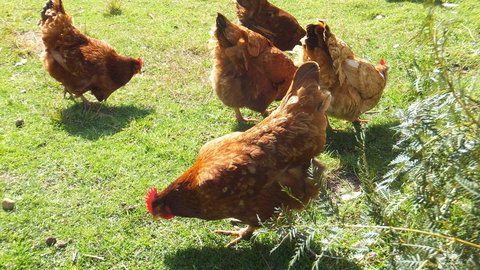 Eureka Farm - Northern Rivers Accommodation 27