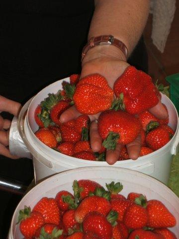 Eureka Farm - Northern Rivers Accommodation 17