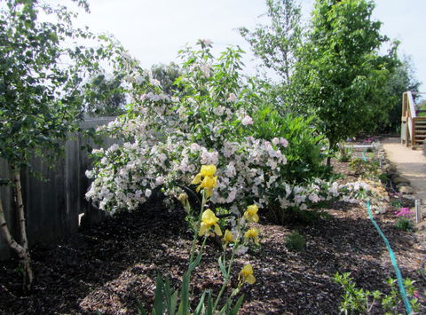 Elm Trees Accommodation @ Ross - Northern Rivers Accommodation 7