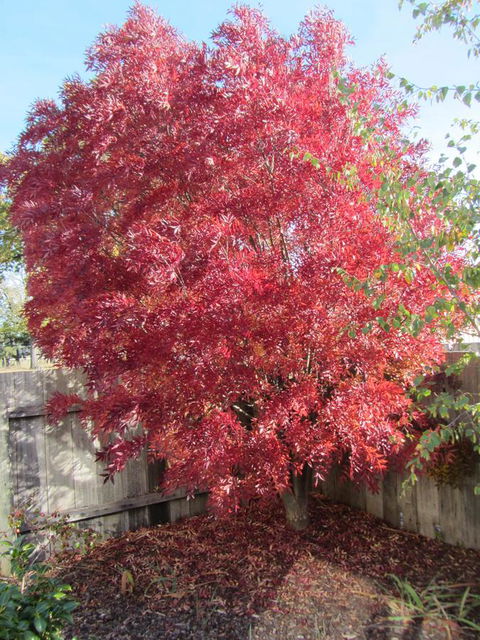Elm Trees Accommodation @ Ross - Northern Rivers Accommodation 22