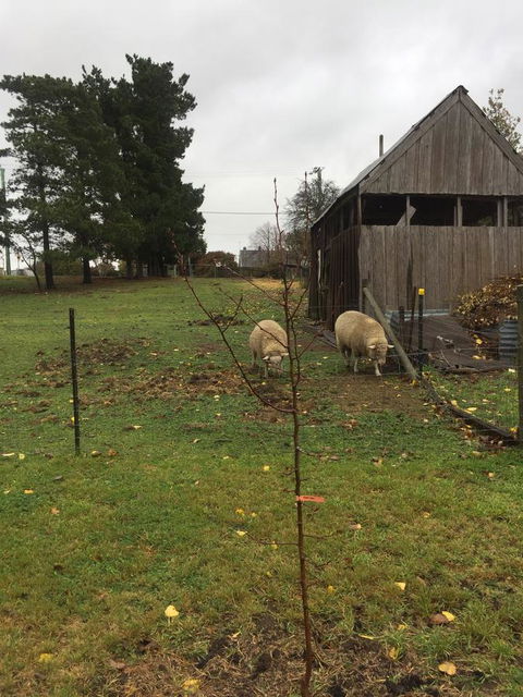 White Croft Cottage - Northern Rivers Accommodation 7