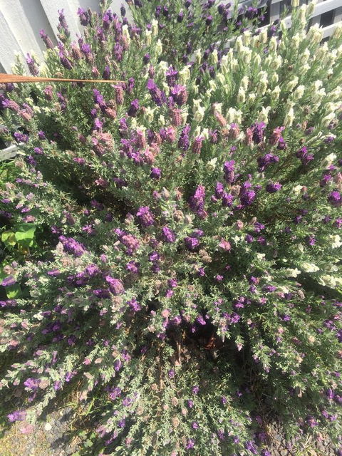 White Croft Cottage - Northern Rivers Accommodation 5