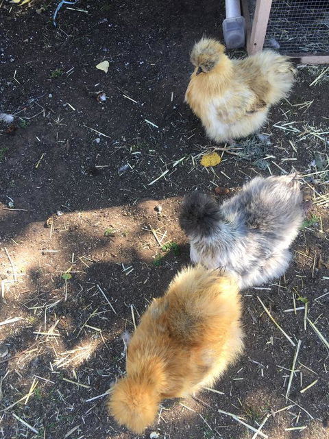 White Croft Cottage - Northern Rivers Accommodation 11