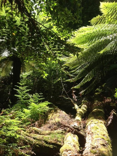 Sheer Pleasure Accommodation - Northern Rivers Accommodation 25