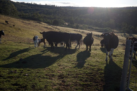 Hamlet Downs Country Accommodation - Northern Rivers Accommodation 24