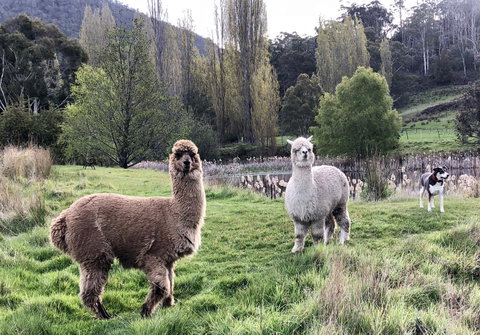 Hamlet Downs Country Accommodation - Northern Rivers Accommodation 6