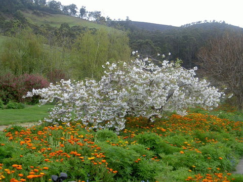 Hamlet Downs Country Accommodation - Northern Rivers Accommodation 13