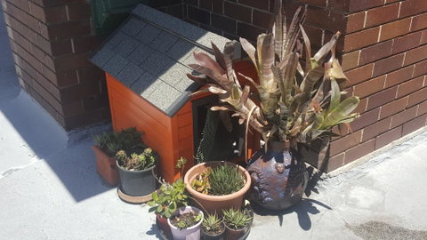Orange Grove Hotel - Northern Rivers Accommodation 0