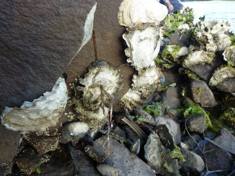 Oyster Shack - Northern Rivers Accommodation 3