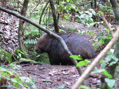Paradiso Kinglake - Northern Rivers Accommodation 2