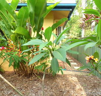 Rainforest Cottage Cairns - Northern Rivers Accommodation