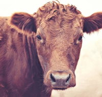 Redwing Farm Stay - Northern Rivers Accommodation