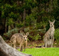 Secura Lifestyle Countryside Kalaru - Northern Rivers Accommodation