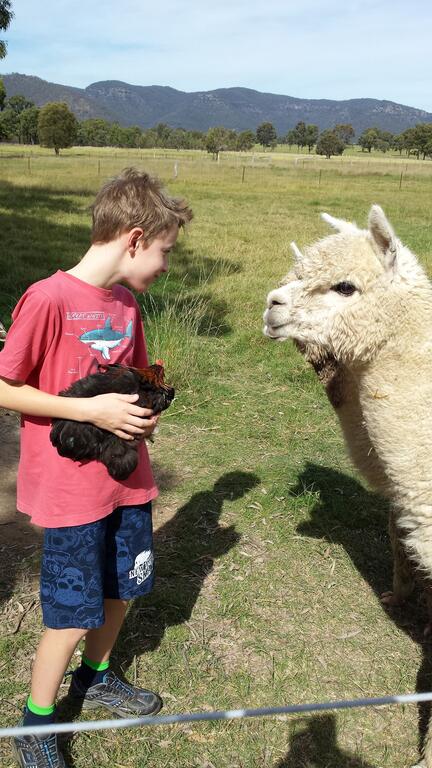 Starline Alpacas Farmstay Resort - Northern Rivers Accommodation 3