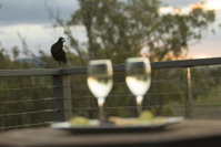 Book Forest Hill Accommodation Vacations Northern Rivers Accommodation Northern Rivers Accommodation
