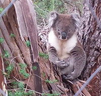 Stringybark Hills Retreat - Northern Rivers Accommodation