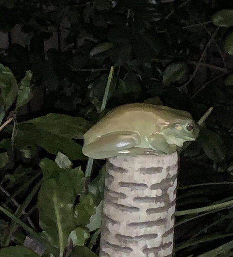 Studio With Stunning Mountain Views - Northern Rivers Accommodation 3