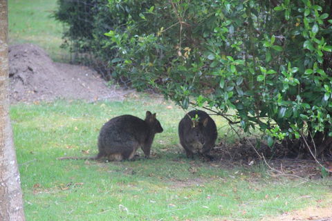 Tamar Valley Farm Stay - Northern Rivers Accommodation 1