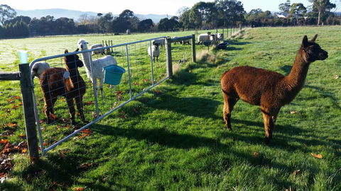 Tamar Valley Farm Stay - Northern Rivers Accommodation 2