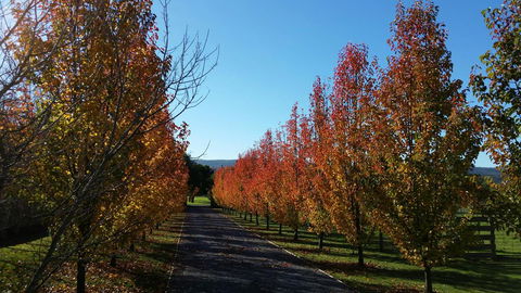 Tamar Valley Farm Stay - Northern Rivers Accommodation 3