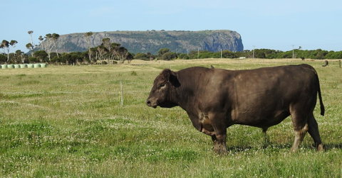Ellie\'s Cottages - Northern Rivers Accommodation 40