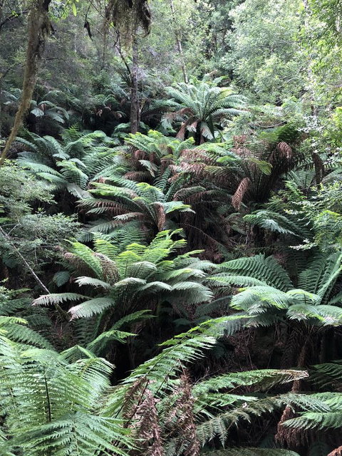 Corinna Wilderness Village - Northern Rivers Accommodation 12