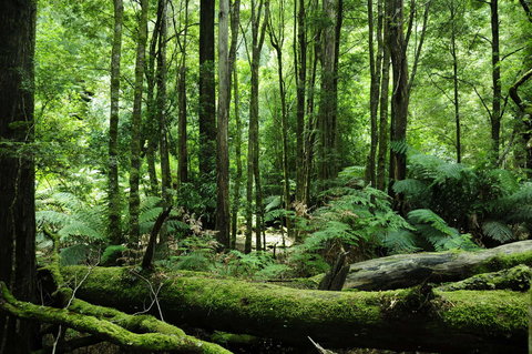 Corinna Wilderness Village - Northern Rivers Accommodation 37