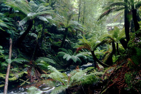 Corinna Wilderness Village - Northern Rivers Accommodation 41