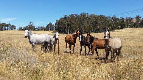Lockleigh Park - Northern Rivers Accommodation 28