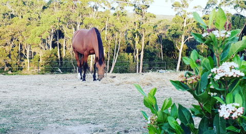 Lockleigh Park - Northern Rivers Accommodation 20