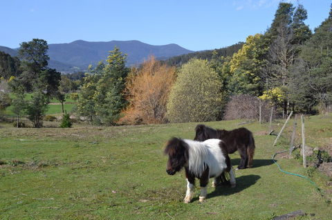 Whispering Spirit Holiday Cottages & Mini Ponies - Northern Rivers Accommodation 13