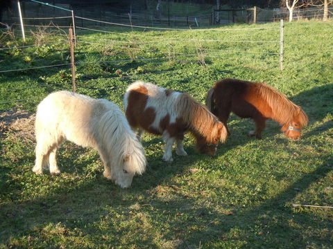 Whispering Spirit Holiday Cottages & Mini Ponies - Northern Rivers Accommodation 15