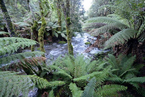 Lemonthyme Wilderness Retreat - Northern Rivers Accommodation 21