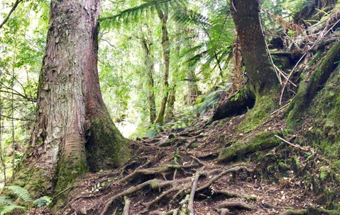 Lemonthyme Wilderness Retreat - Northern Rivers Accommodation 23