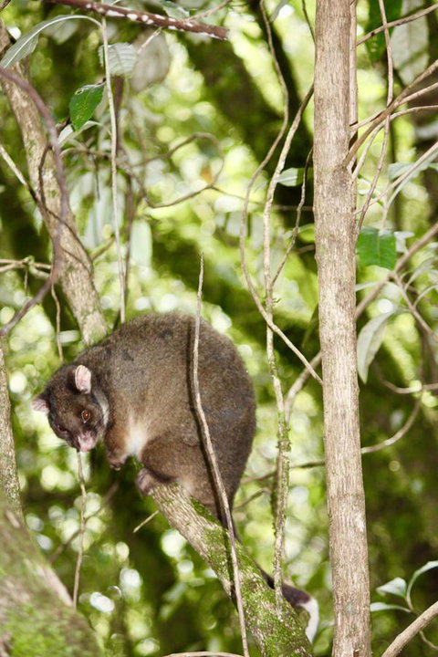 Lemonthyme Wilderness Retreat - Northern Rivers Accommodation 26
