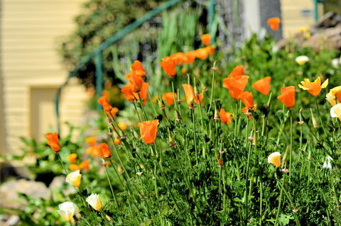 St. Pauls Bed & Breakfast - Northern Rivers Accommodation 44