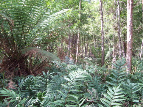 St. Pauls Bed & Breakfast - Northern Rivers Accommodation 15