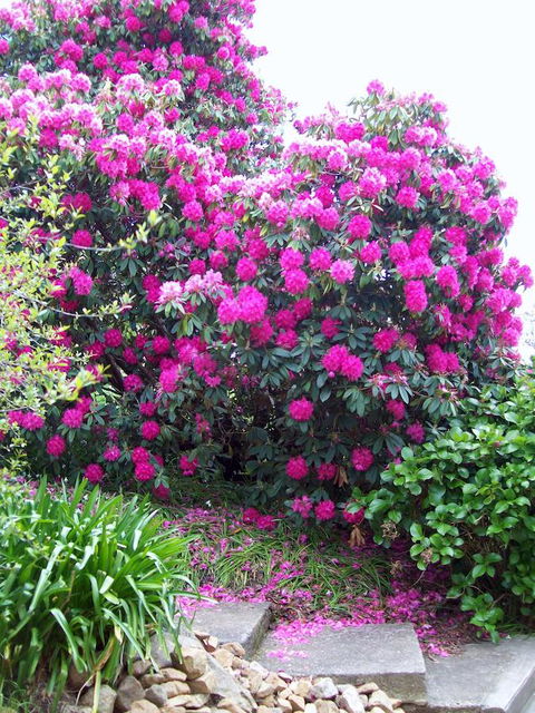 St. Pauls Bed & Breakfast - Northern Rivers Accommodation 2