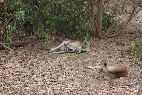 Great Ocean Road Resort - Northern Rivers Accommodation 17