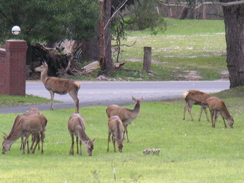 The Grampians Motel - Northern Rivers Accommodation 23