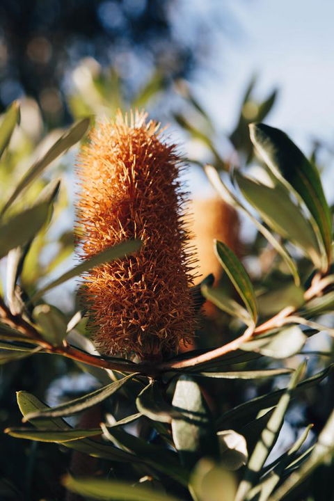 Dunkeld Studio Accommodation - Northern Rivers Accommodation 19