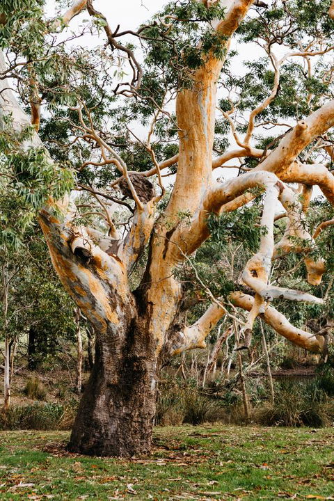 Dunkeld Studio Accommodation - Northern Rivers Accommodation 22