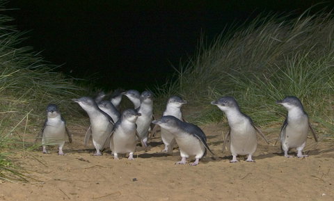 Phillip Island Apartments - Northern Rivers Accommodation 13