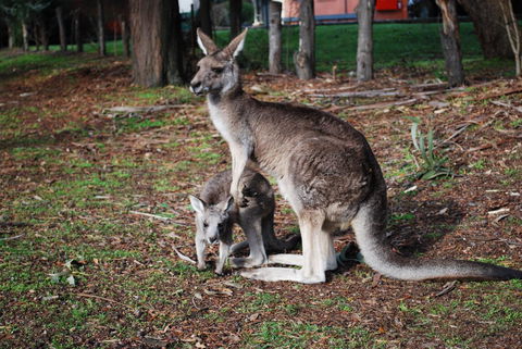 Gariwerd Motel - Northern Rivers Accommodation 16